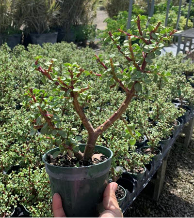 4" Portulacaria Afra Var Bonsai